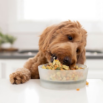 Find Your Dog's Personalized Food Plan