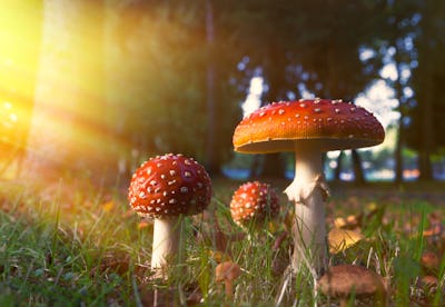Colorado is the first state to allow psychedelic-assisted therapy; in 2020 Oregon passed a bill that...