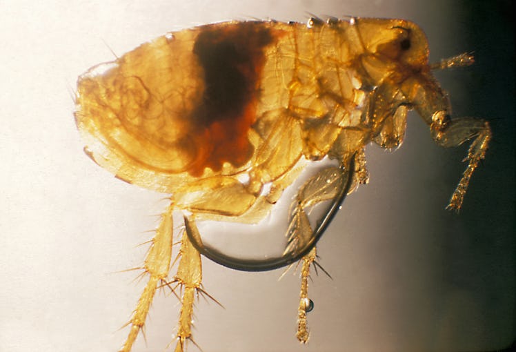 A flea infected with the plague