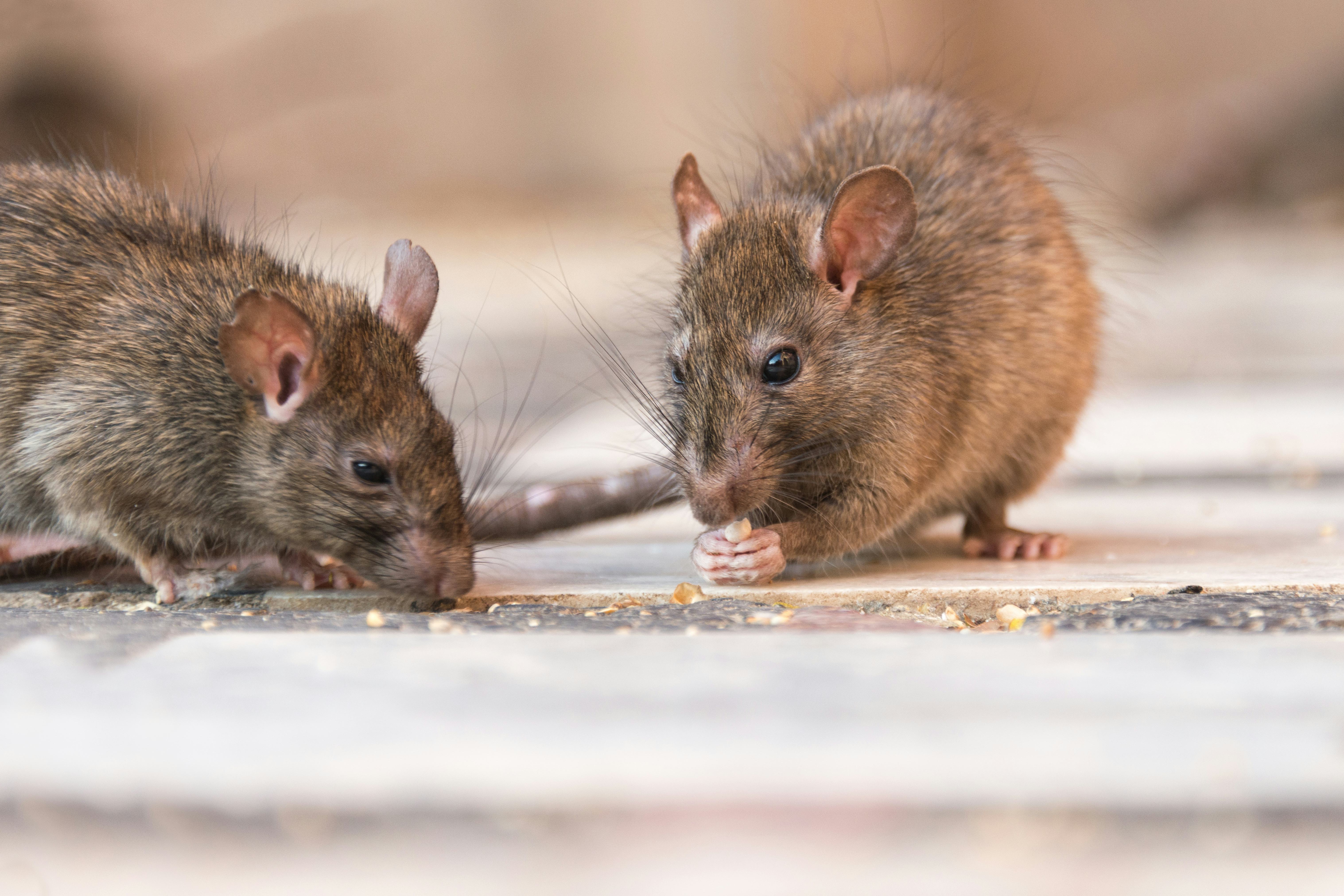 Why Are There Still Rodent Plague Outbreaks New Research Hints At The   D7625975 D3a2 4445 A25e D01630e4d0c7 Gettyimages 525973077 