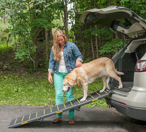 The 4 Best Dog Ramps For Cars