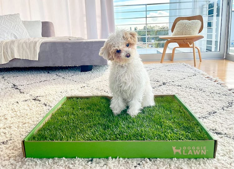 DoggieLawn Real Grass Puppy Pee Pads