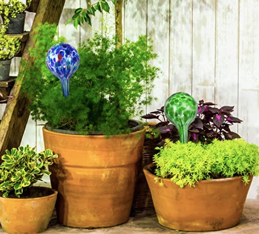 Blazin' Bison Self Watering Bulbs (2-Pack)