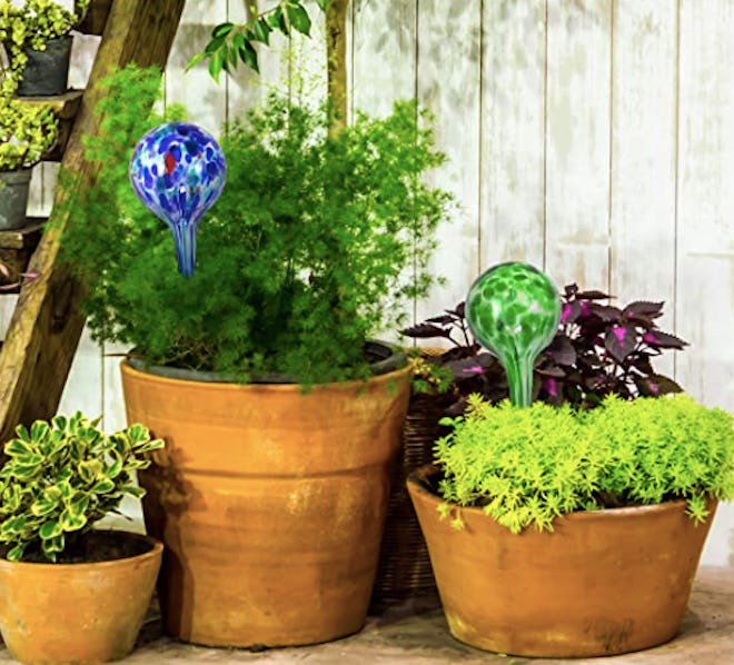 Blazin' Bison Self Watering Bulbs (2-Pack)