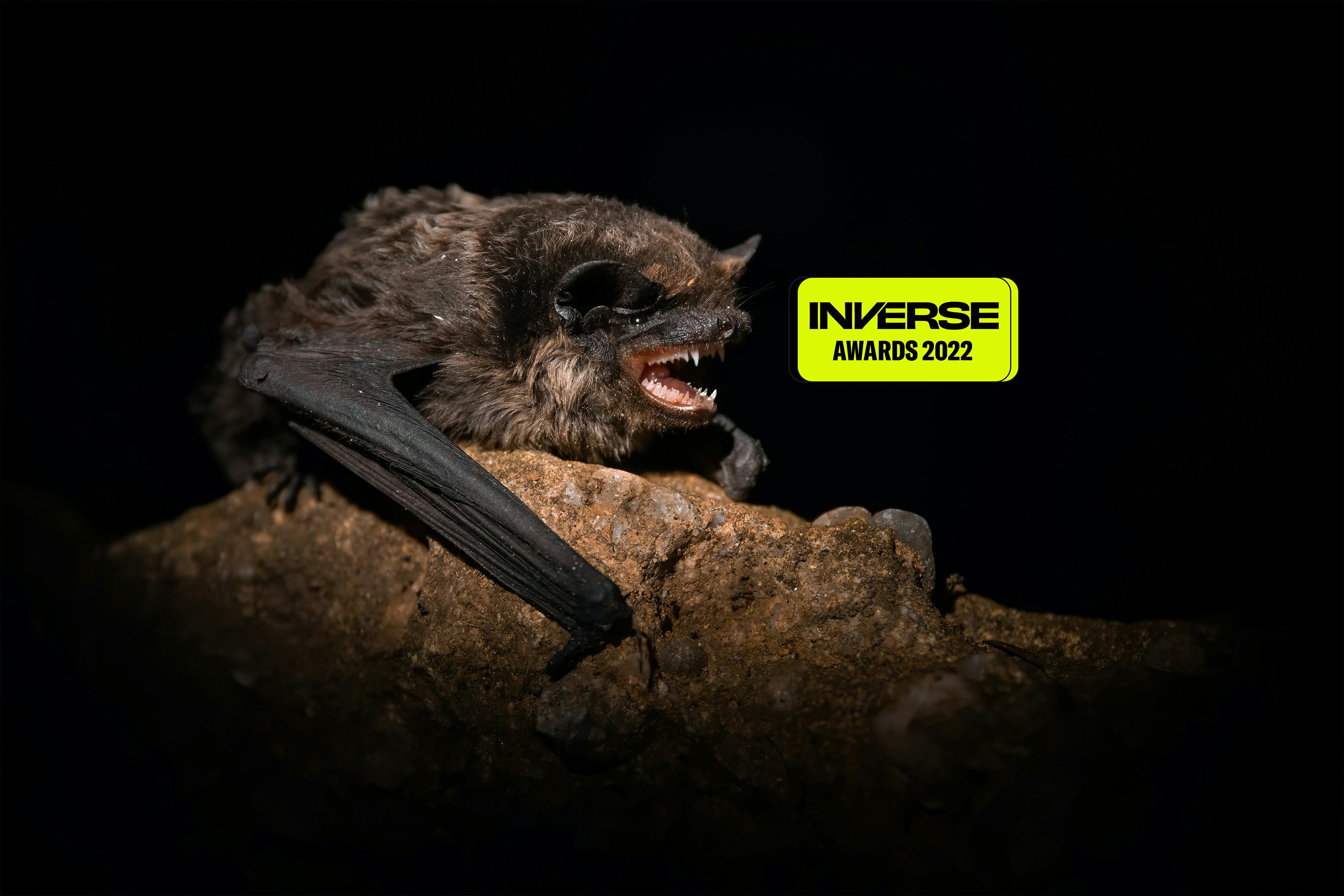 Daubenton's bat (Myotis daubentonii), with beautiful black coloured background. Colorful brown bat o...