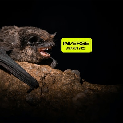 Daubenton's bat (Myotis daubentonii), with beautiful black coloured background. Colorful brown bat o...