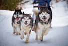 一群狗拉着雪橇跑回家