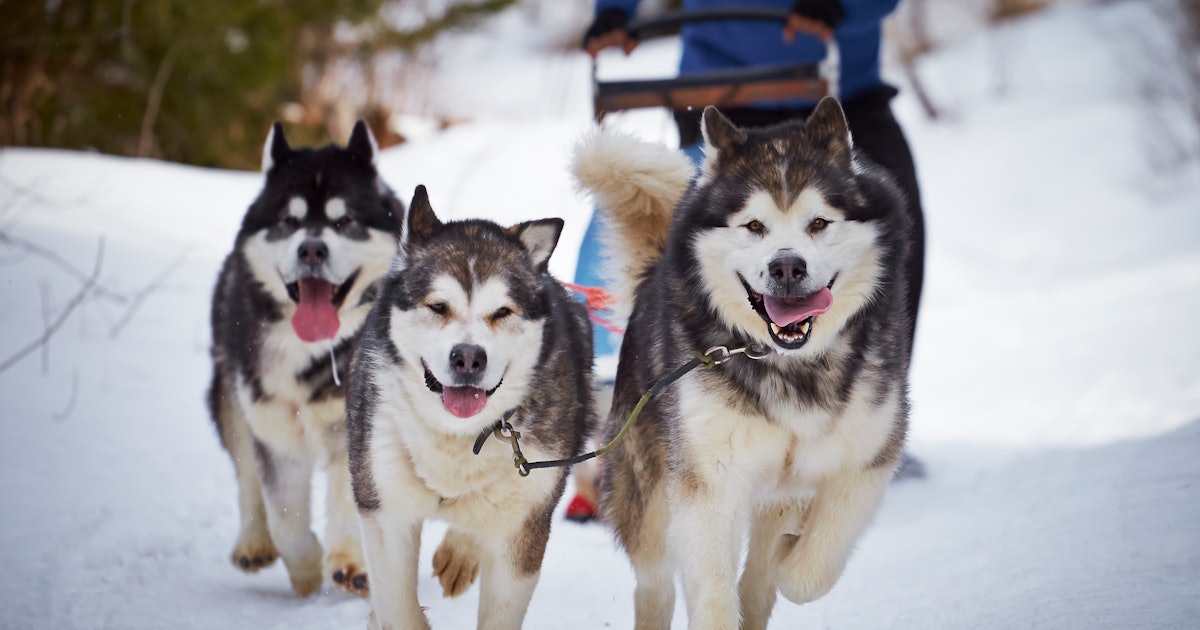   5 Dog Sledding Trips For Adventurous, Animal-Loving Families  