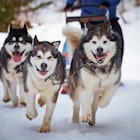 A pack of dogsled dogs racing home 