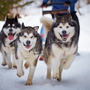 一群狗拉着雪橇跑回家