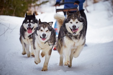 A pack of dogsled dogs racing home 