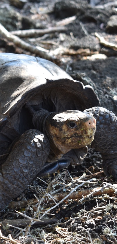 Fernanda, the giant tortoise found in 2019 on Fernandina Island, has scaly legs, a large shell, a pi...