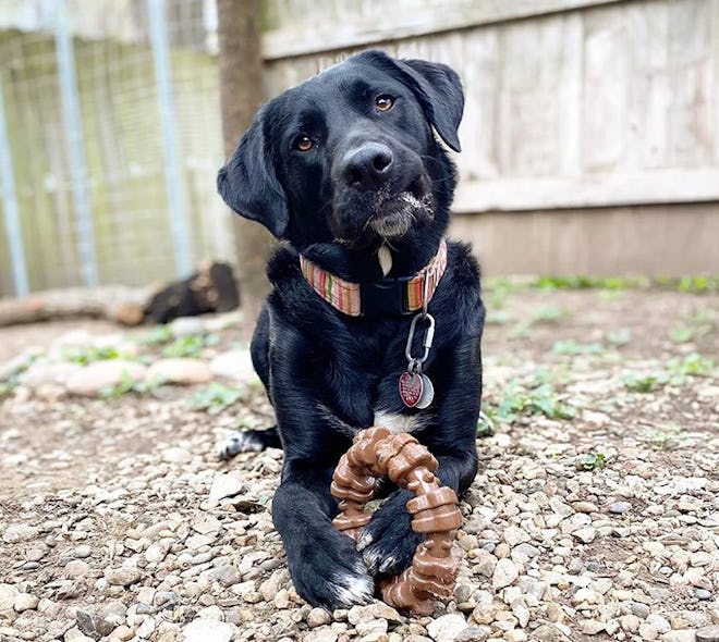 Nylabone Textured Dog Chew Ring Toy