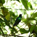 The Santa Marta sabrewig, sitting on a branch with its back to the camera. It has iridescent blue an...