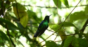 The Santa Marta sabrewig, sitting on a branch with its back to the camera. It has iridescent blue an...