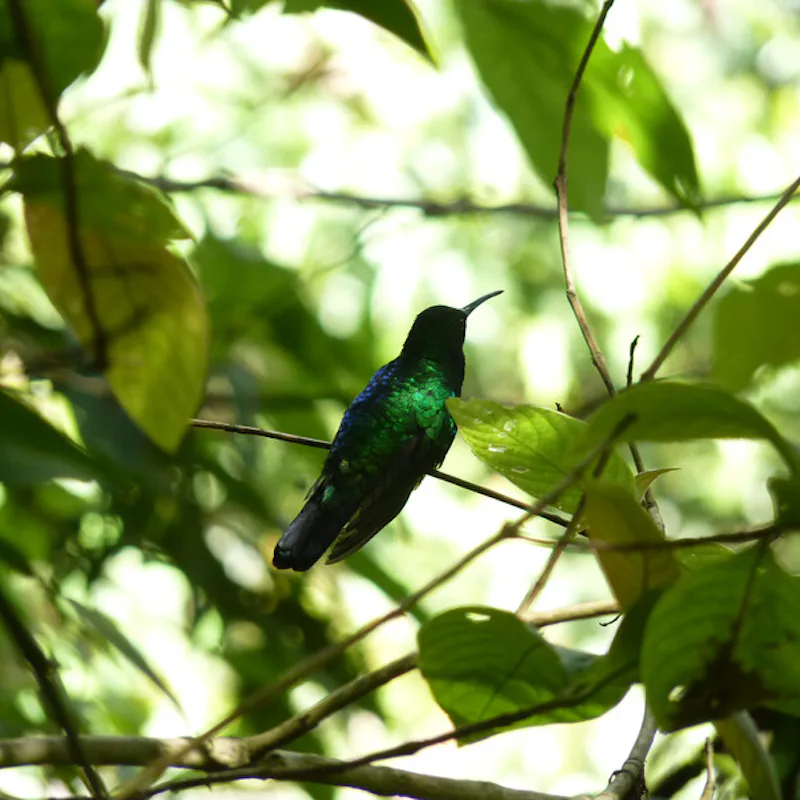 The Santa Marta sabrewig, sitting on a branch with its back to the camera. It has iridescent blue an...