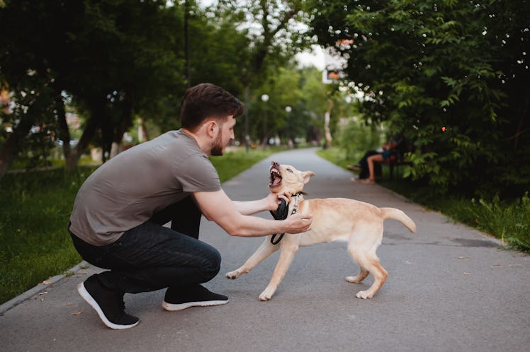 A man tries to pet a dog who growls at him and bares its teeth.