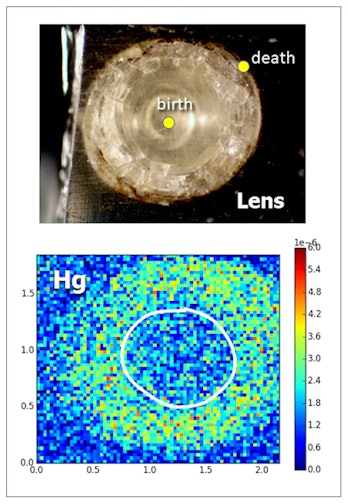 An eye lens of a brown bullhead catfish (top) sliced into a cross-section that shows the core, forme...