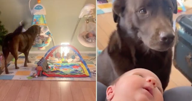 Lucy the dog has gone viral for her retrieval tricks that are helping her human parents with their n...