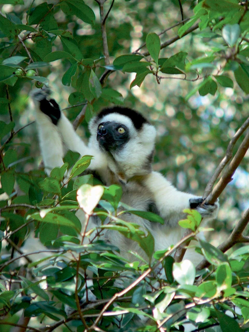 Verreauxs sifaka in Madagascar