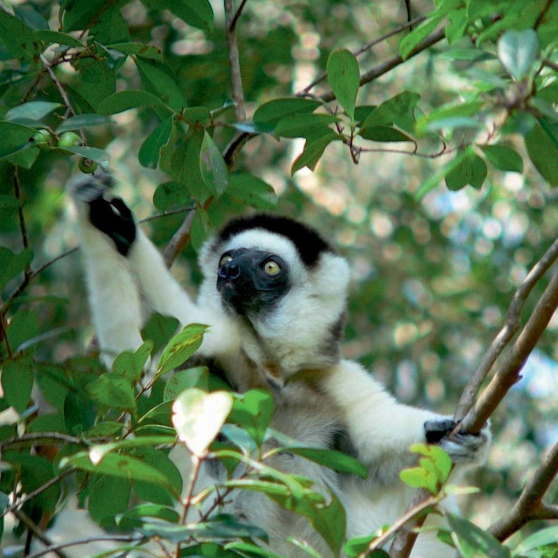 Verreauxs sifaka in Madagascar