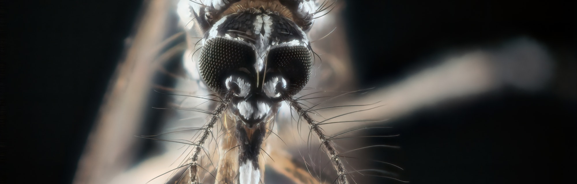 Aedes aegypti mosquito head close-up