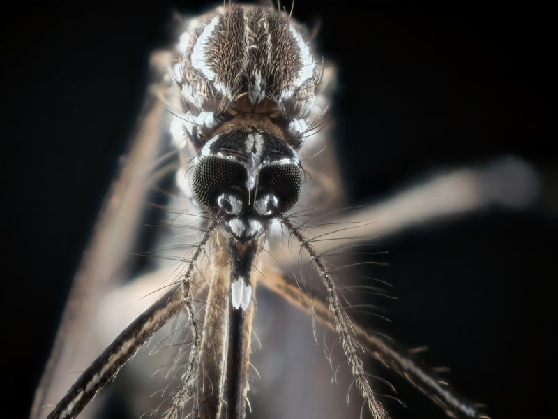 Aedes aegypti mosquito head close-up