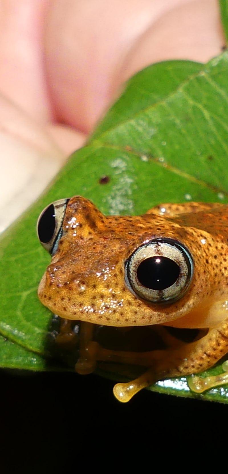 Boophis pyrrhus frog endemic to Madagascar