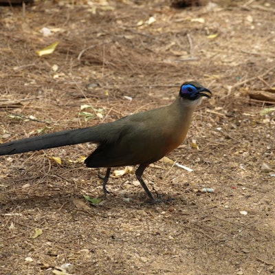endemic Madagascar bird