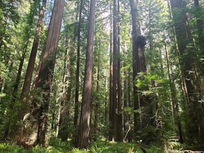 Redwood forests like this one in California can store large amounts of carbon, but not if they’re be...