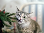 Cat eating the Christmas tree