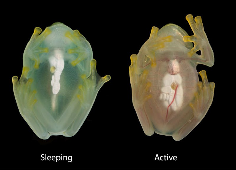 The same glassfrog photographed during sleep and while active, using a flash, showing the difference...