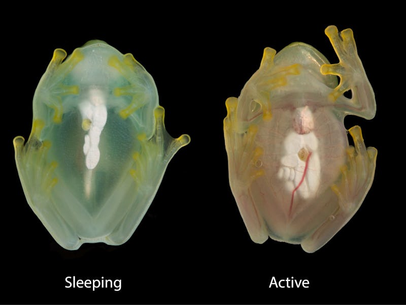 The same glassfrog photographed during sleep and while active, using a flash, showing the difference...