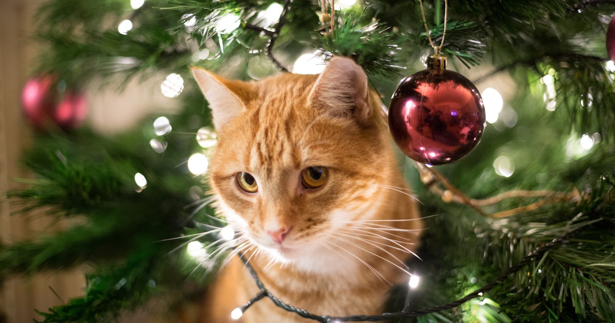 What can my pet eat during the holidays? You might be surprised What can my pet eat during the holidays? You might be surprised