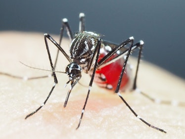 Aedes aegypti mosquitio closeup on human skin