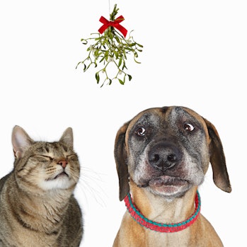 Cat and dog under the mistletoe
