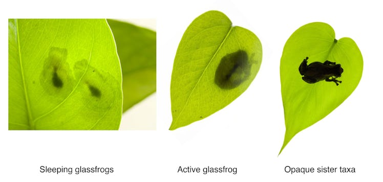 Underside view of three leaves that four frogs sit on.