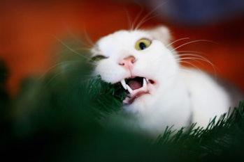 Cat eating Christmas tree