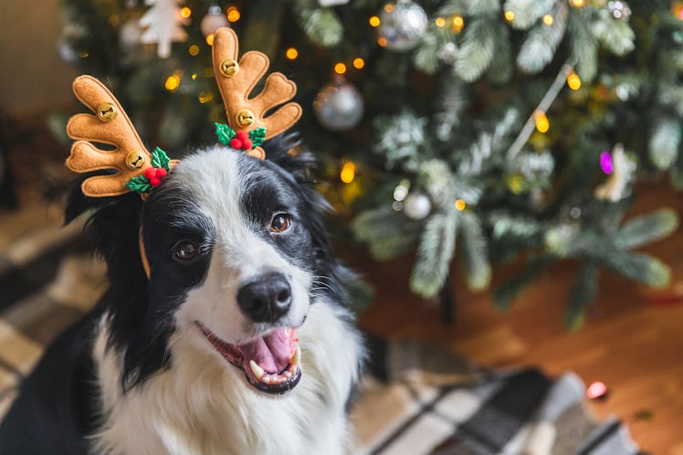 Smiling dog with reindeer antlers by Christmas tree