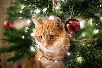 Cat next to lit Christmas tree 