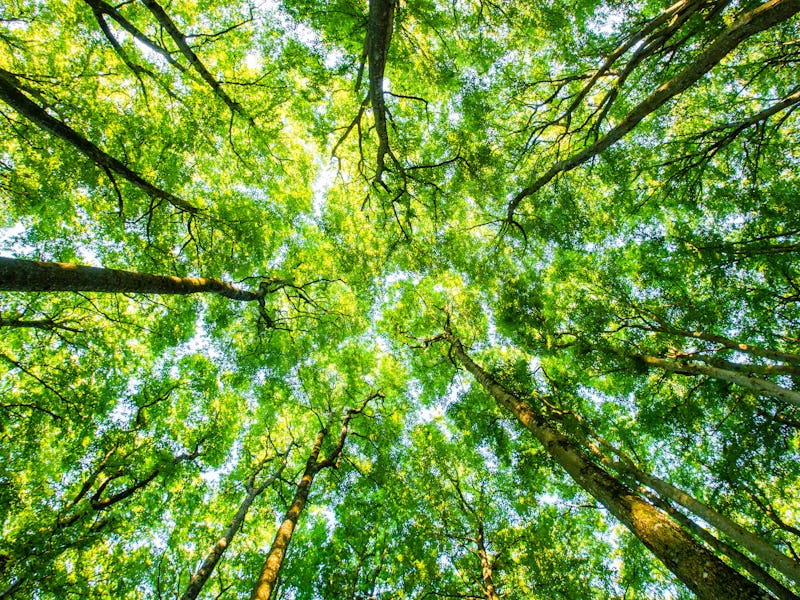 Looking up at a green tree canopy