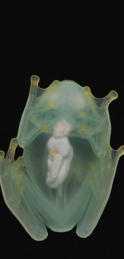 A male glassfrog photographed from below using a flash, showing its transparency.