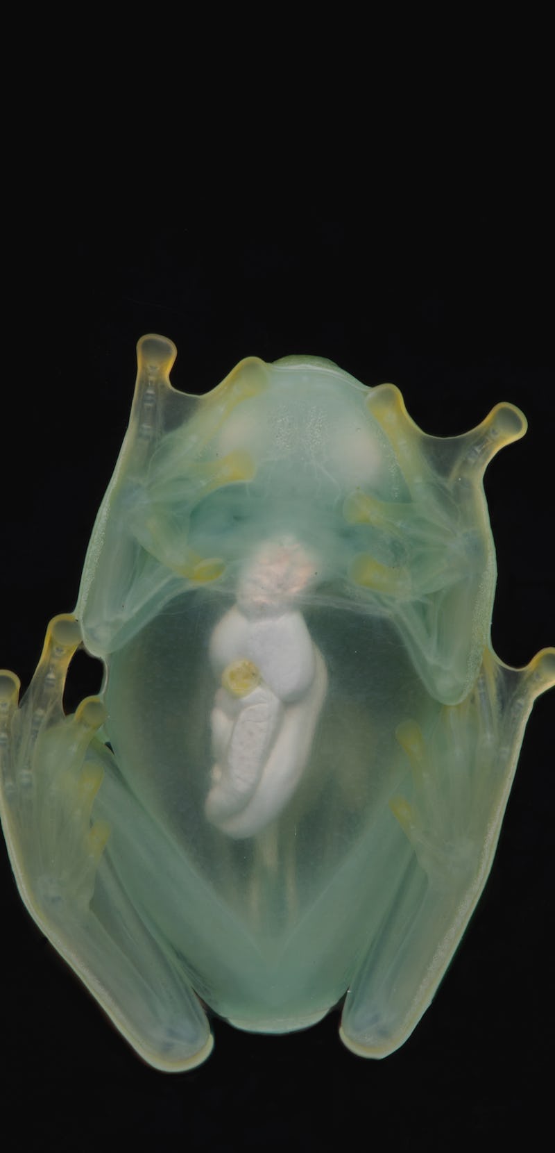 A male glassfrog photographed from below using a flash, showing its transparency.