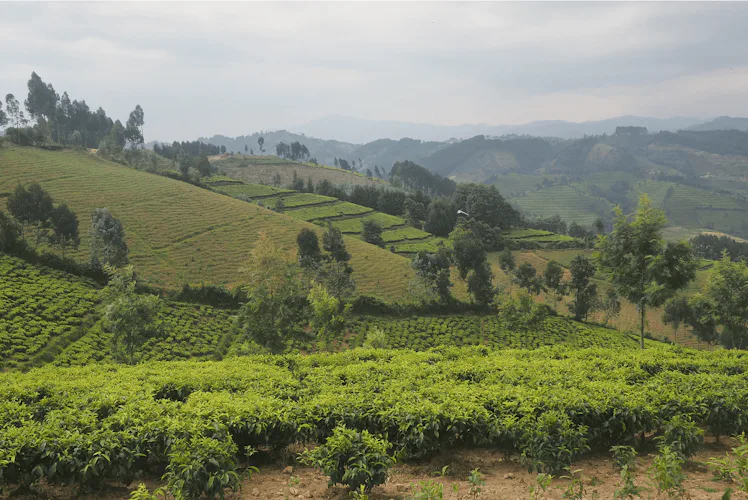 African Tree Rwanda Can we map every tree in the world? AI tech could help get us there