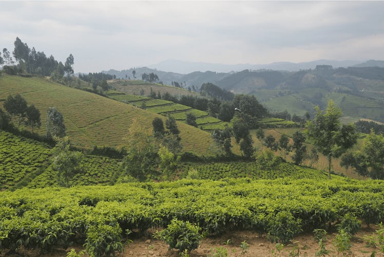A tree plantation in Rwanda