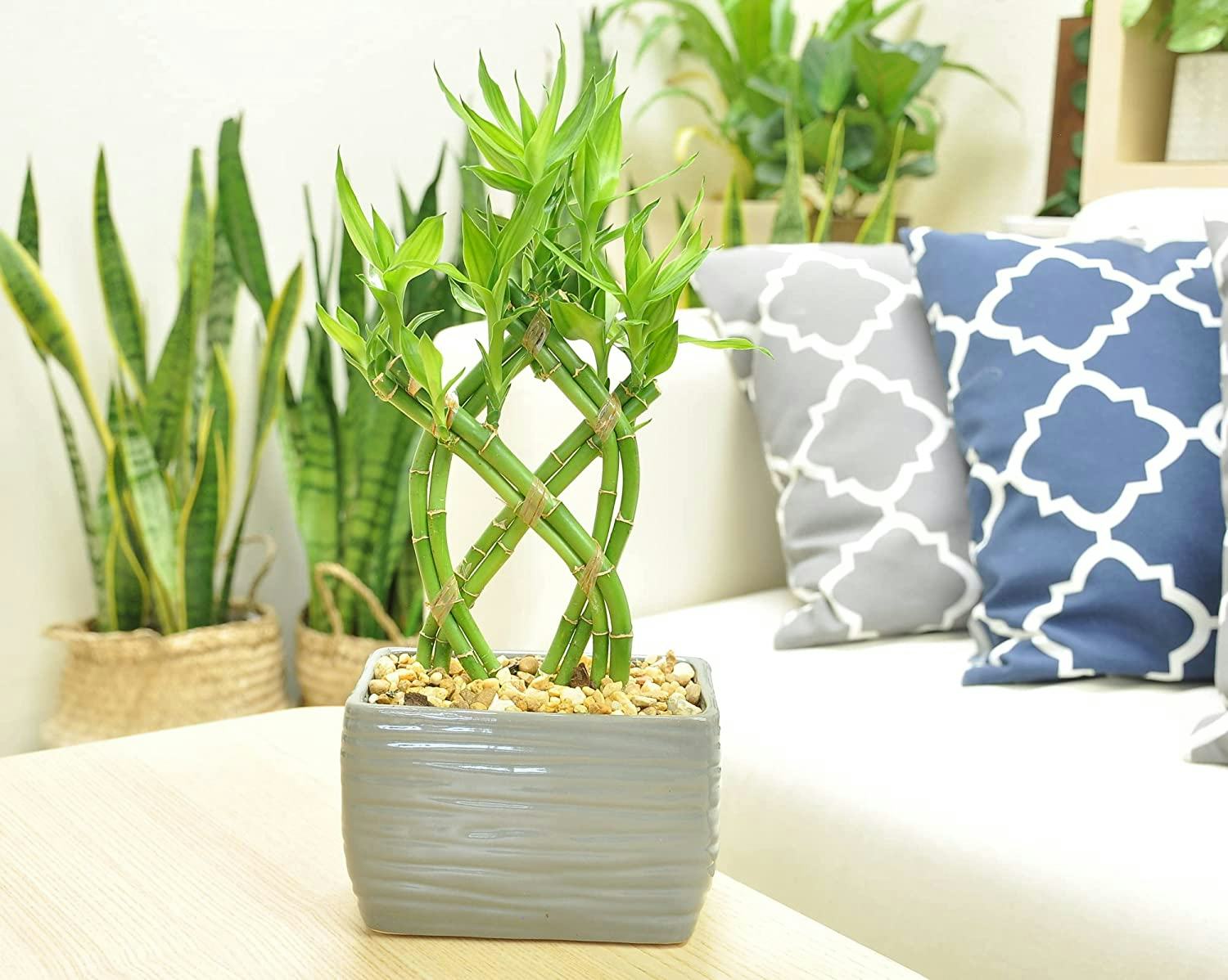 Costa Farms Grower&rsquo;s Choice Lucky Bamboo