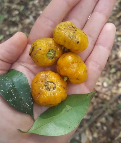 Eugenia paranapanemensis fruit