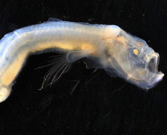 A tube-shaped eel with transparent skin, an elongated bottom jaw, a beady yellow eye and a fin on th...