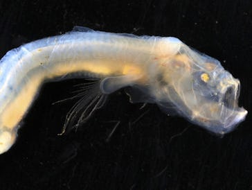 A tube-shaped eel with transparent skin, an elongated bottom jaw, a beady yellow eye and a fin on th...