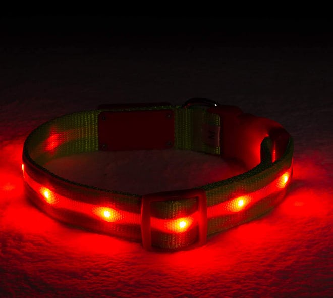 Blazin LED Light Up Dog Collar